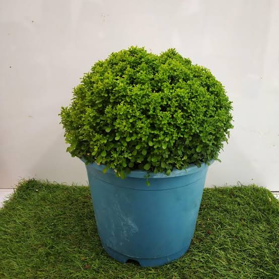 Green zone Indoor/ outdoor Dwarf kamini Buy Dwarf Kamini Plant Online
