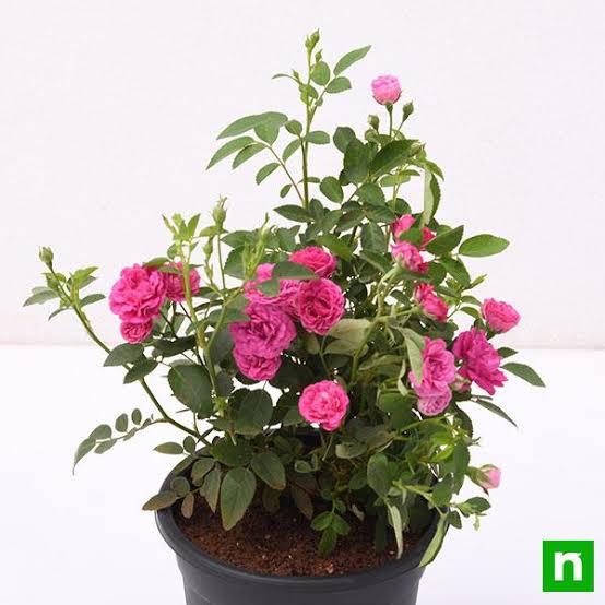 GREENARIUM FLOWERING PLANT Button Rose Plant Buy Button Rose Plant Online 