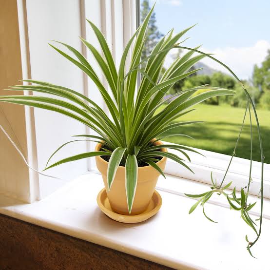 GREENARIUM INDOOR PLANT Chlorophytum Spider Plant Buy Chlorophytum Spider Plant Online  