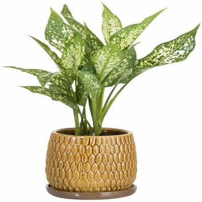 GREENARIUM INDOOR PLANT Snow-white Aglaonema Plant Buy Snow white Aglaonema Plant Online 