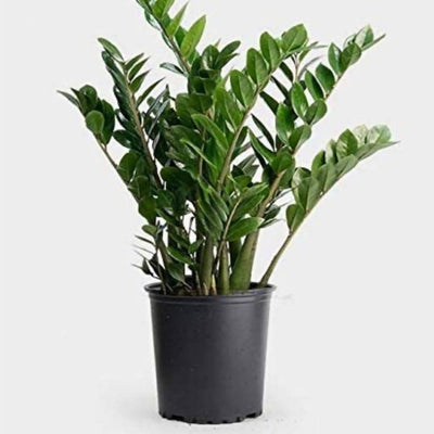 GREENARIUM Indoor Plant Zamioculcas zamiifolia, ZZ Plant Buy  Zamioculcas zamiifolia, ZZ Plant - Plant Online 
