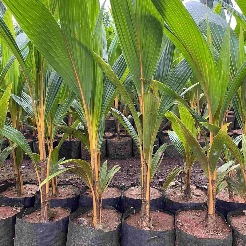 GREENS LIVE Fruit Plant Nariyal, Coconut Hybrid Plant Buy Nariyal, Coconut Hybrid Plant Online, Live Plant