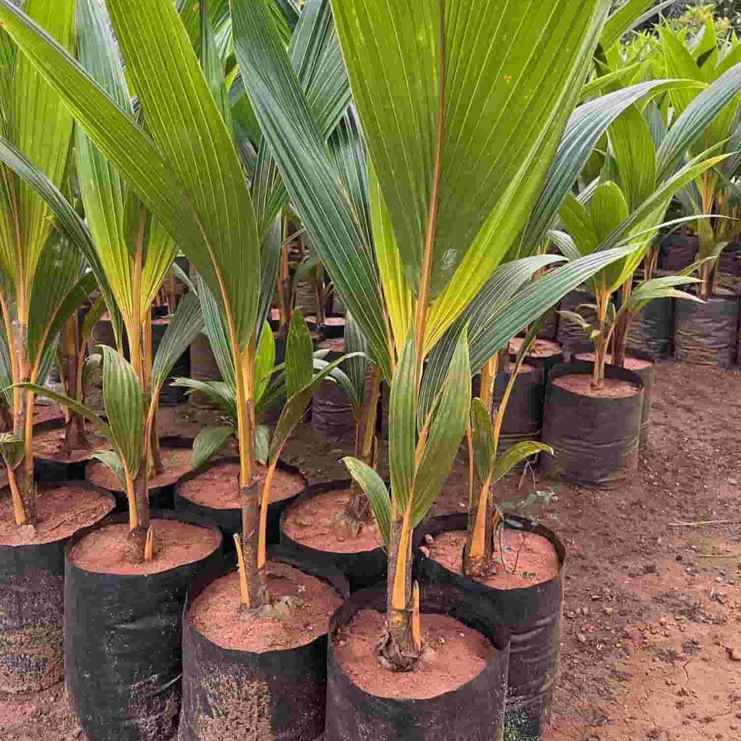 Buy Nariyal, Coconut Hybrid Plant Online, Live Plant - Urban Plants™