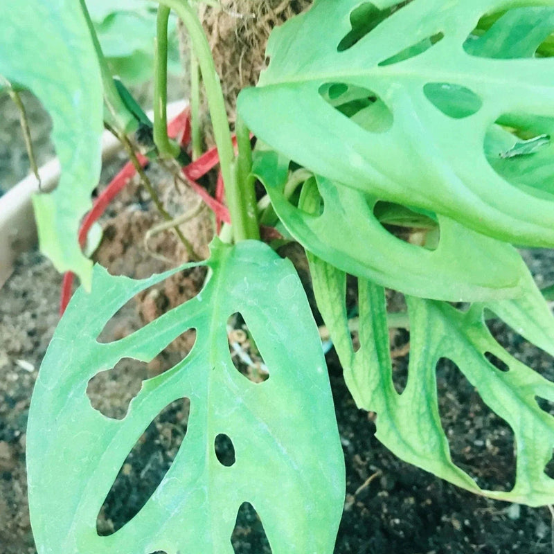 Gutta’s Gardening Plants Creeper Broken Heart plant Buy Broken Heart plant, Swiss Plant Online 