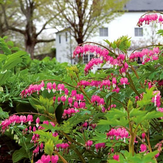 Gutta’s Gardening Plants Creeper Flowering Bleeding Heart Pink Buy Bleeding Heart Pink Plant Online-Urban plants