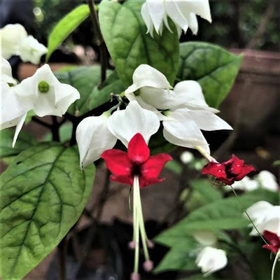 Gutta’s Gardening Plants Creeper Flowering Bleeding Heart Plant White Bleeding Heart Plant White-Urban Plants