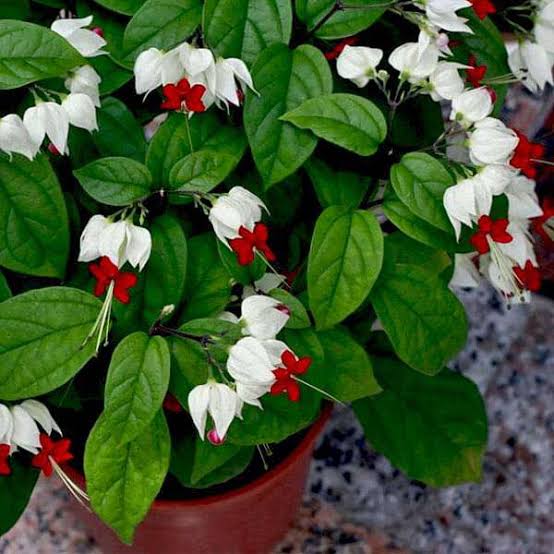 Gutta’s Gardening Plants Creeper Flowering Bleeding Heart Plant White Bleeding Heart Plant White-Urban Plants