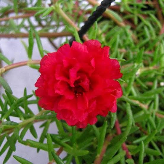 Gutta’s Gardening Plants stem cuttings Portuluca Red