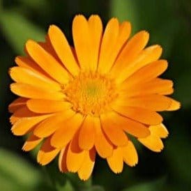 Harikrishna Seeds Seeds Calendula officinalis Fiesta Gitana Mix Seeds (50 Seeds per Packet) Calendula officinalis Seeds