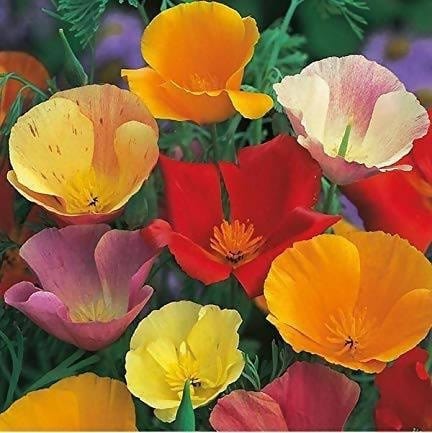 Harikrishna Seeds Seeds California Poppy Mix (50 Seeds per Packet) California Poppy Seeds