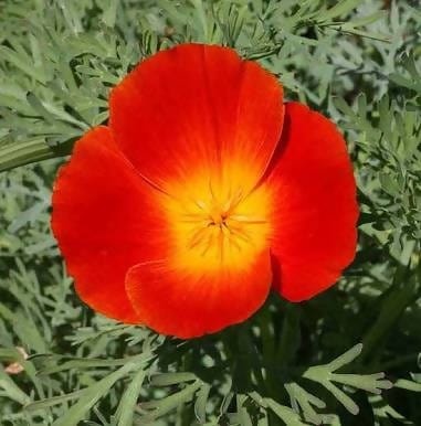 Harikrishna Seeds Seeds California Poppy Mix (50 Seeds per Packet) California Poppy Seeds