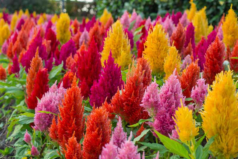 Harikrishna Seeds Seeds Celosia Plumosa Forest Fire Dwarf Mix (50 Seeds per Packet) Buy Celosia Plumosa Mix Seeds Online from Urban Plants 