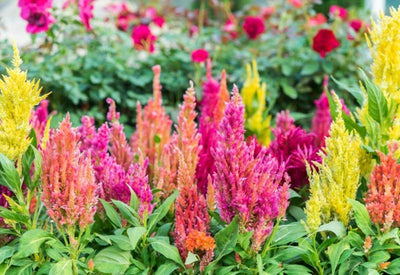Harikrishna Seeds Seeds Celosia Plumosa Forest Fire Dwarf Mix (50 Seeds per Packet) Buy Celosia Plumosa Mix Seeds Online from Urban Plants 