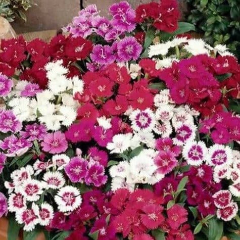 Harikrishna Seeds Seeds Dianthus Baby Doll Mix (50 Seeds per Packet) Dianthus Seeds