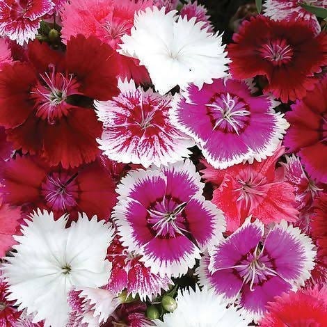 Harikrishna Seeds Seeds Dianthus Baby Doll Mix (50 Seeds per Packet) Dianthus Seeds