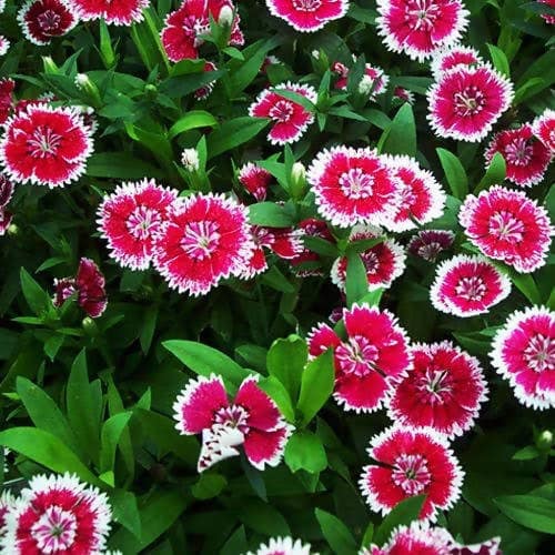 Harikrishna Seeds Seeds Dianthus Baby Doll Mix (50 Seeds per Packet) Dianthus Seeds