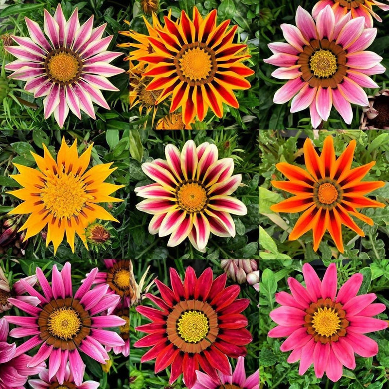 Harikrishna Seeds Seeds Gazania Star Light Mix (50 Seeds per packet)