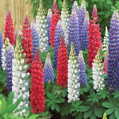 Harikrishna Seeds Seeds Lupin Mix Buy Dwarf  Lupin Pixie Flower Seeds Online 