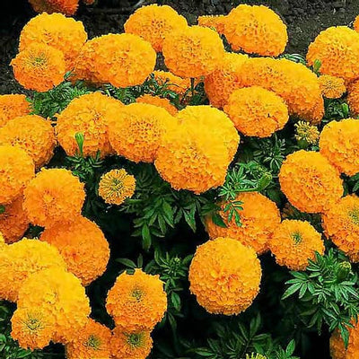 Harikrishna Seeds Seeds Orange F2 Marigold (50 Seeds per Packet) Orange F2 Marigold Seed
