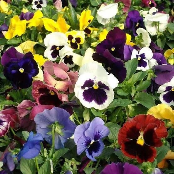 Harikrishna Seeds Seeds Pansy Swiss Giant Mix (40 Seeds per Packet) Pansy Swiss Seed