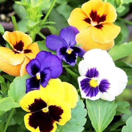Harikrishna Seeds Seeds Pansy Swiss Giant Mix (40 Seeds per Packet) Pansy Swiss Seed