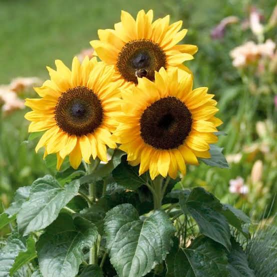 Harikrishna Seeds Seeds Sunflower Dwarf Mix Seeds Buy Sunflower Dwarf Flower Seeds Online 