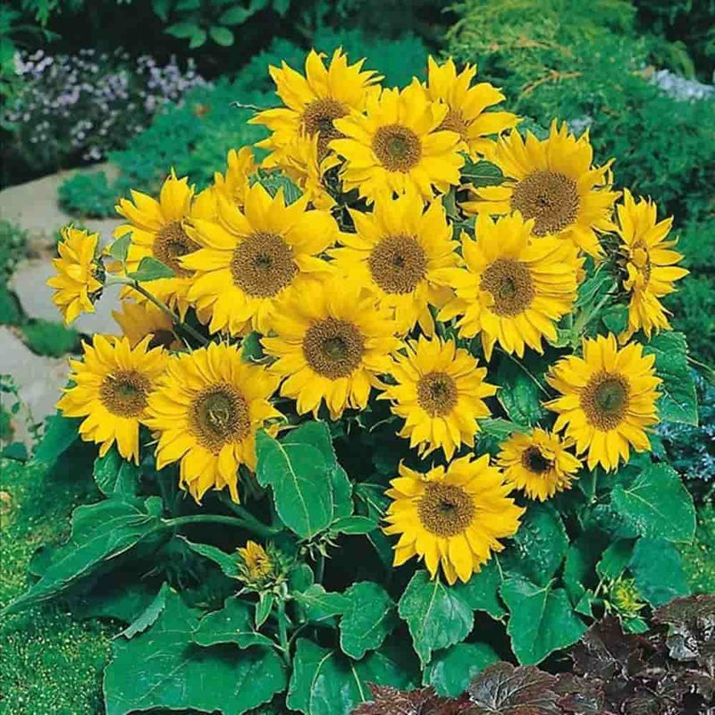 Harikrishna Seeds Seeds Sunflower Dwarf Mix Seeds Buy Sunflower Dwarf Flower Seeds Online 