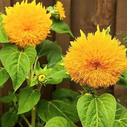 Harikrishna Seeds Seeds Sunflower Teddybear (40 Seeds per Packet) Sunflower Teddybear Seed