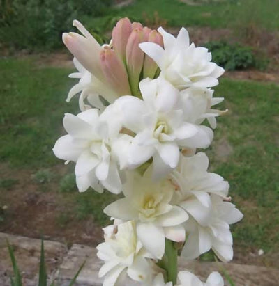 Home garden plant Bulb Hybrid double tuberose white Hybrid double tuberose (white) set of 5 bulb