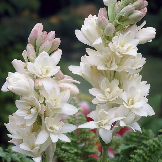 Home garden plant Bulb Hybrid double tuberose white Hybrid double tuberose (white) set of 5 bulb