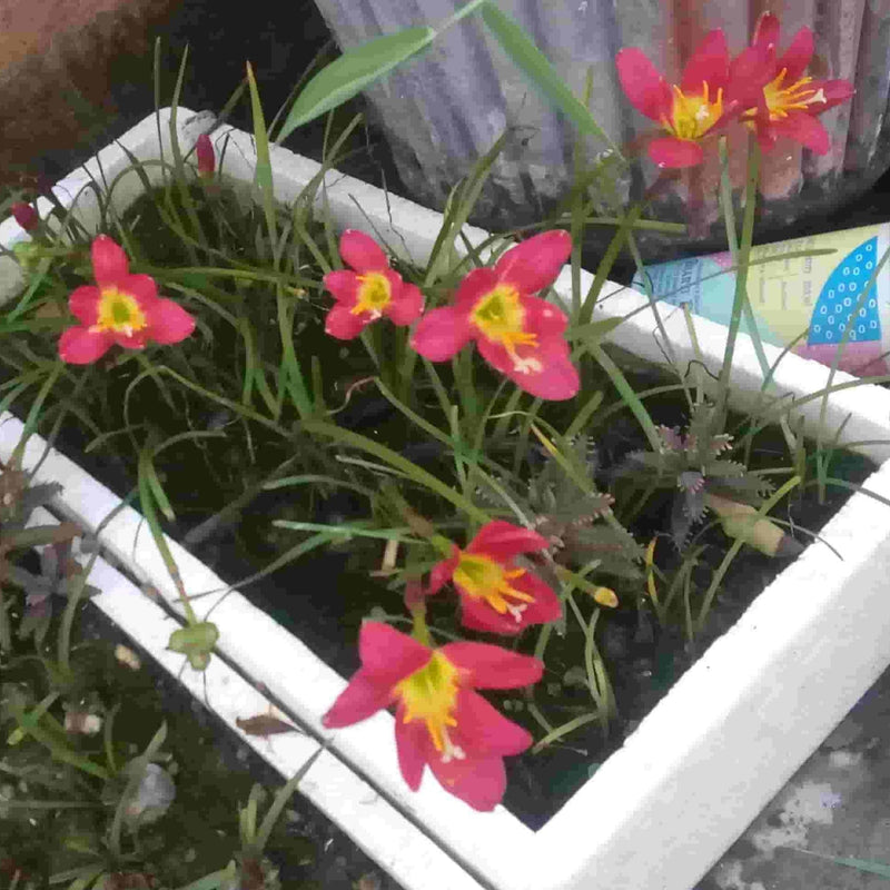 Home garden plant Rain lily Rain lily red lamadum (set of 1 bulb)