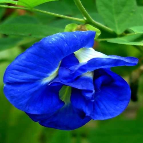 Home garden plant Seeds Aparajita, Butterfly Pea Seeds