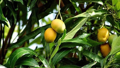 J.G.Jaison Plant Buy Indian varieties Mango plant Buy Indian varieties Mango plant Online