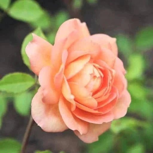 Jaipur plant lover Rosa Peach rose Peach rose Plant