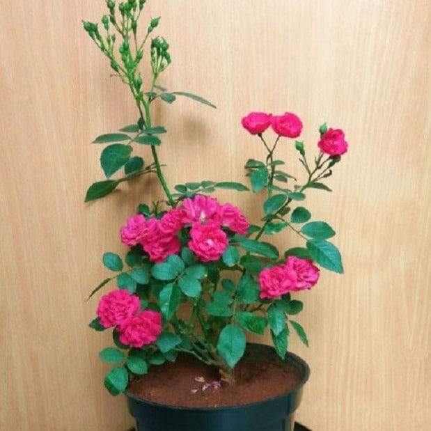 Button-Rose-Urban-Plants