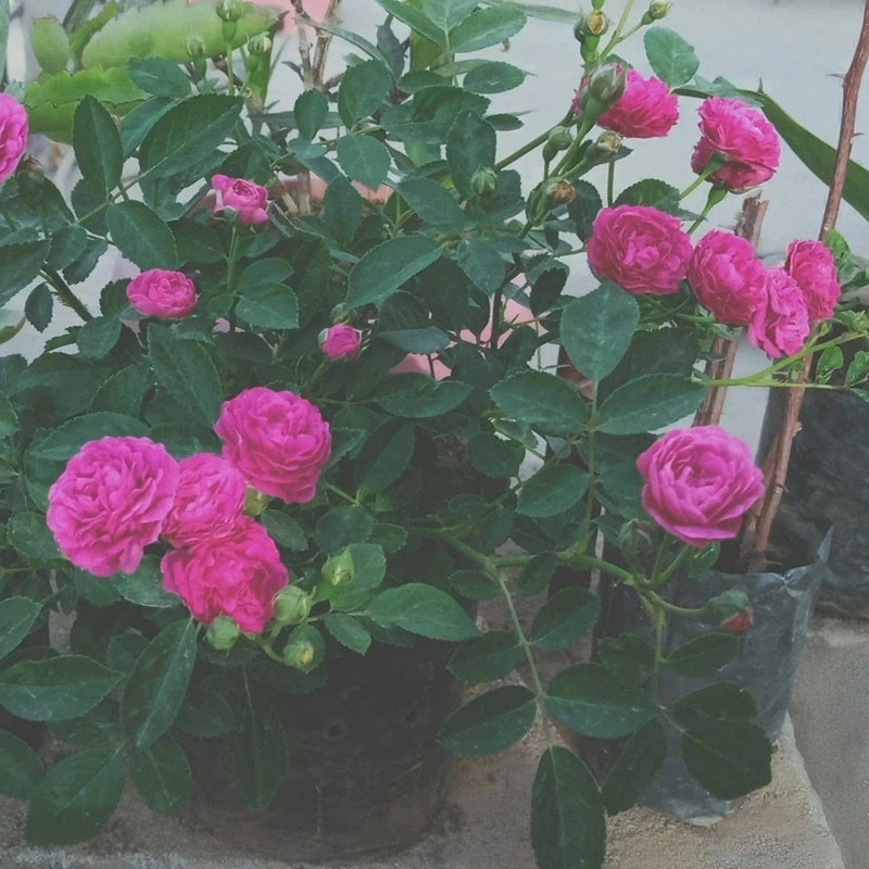 Button-Rose-Urban-Plants