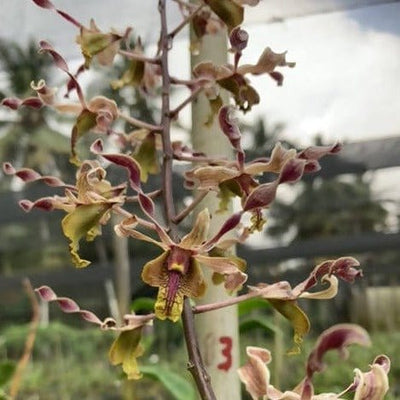 Jiji Plants Orchids 2 Spotlight Dendrobium