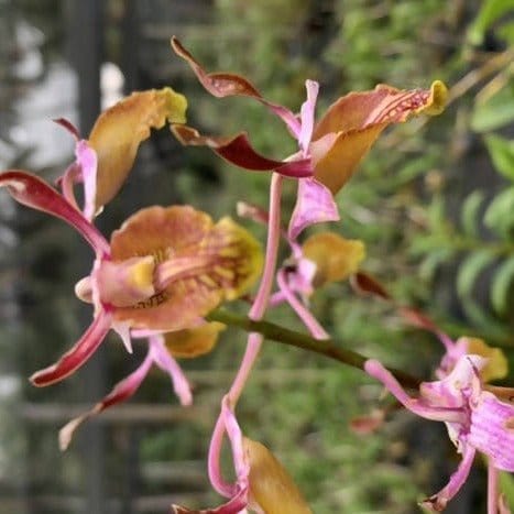 Jiji Plants Orchids 2 Spotlight Dendrobium