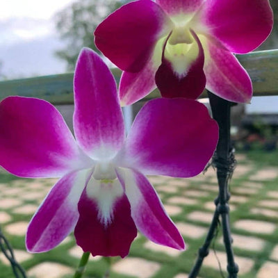 Jiji Plants Orchids Dendrobium Orchids Buy Dendrobium Orchids Online - Urban plants