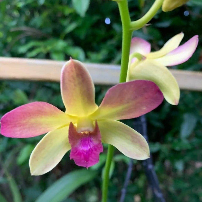 Jiji Plants Orchids Dendrobium Orchids Buy Dendrobium Orchids Online - Urban plants