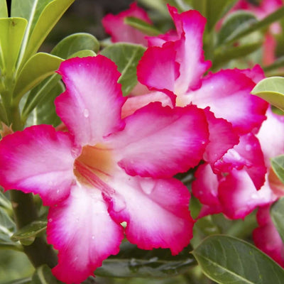 K.K.ENTWRPRISE Flower Pink Adenium Plant Pink Adenium Plant - Urban plants