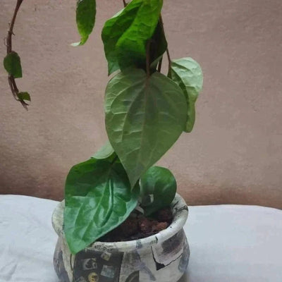 Kamala art & crafts indoor plant Betel plant with Decoupage pot