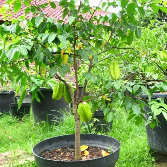 KATHIRVEL Plant Kamrak, Star fruit - Grafted Plant Buy Star Fruit Grafted Plant Online