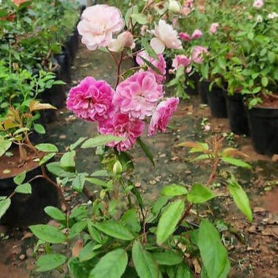 KATHIRVEL Plants CLIMBING ROSE Climbing rose flower plant Online