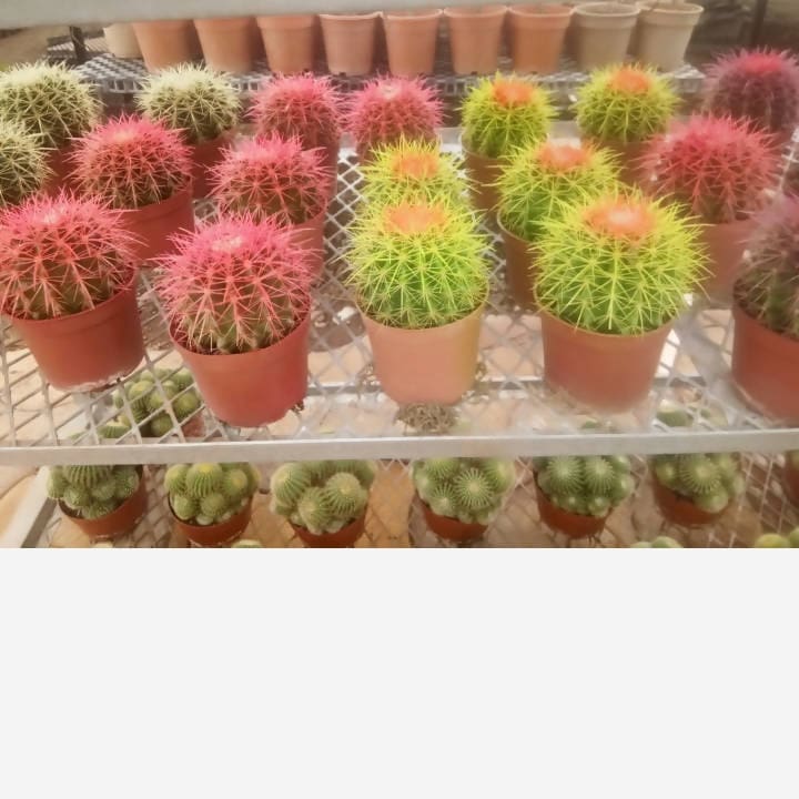 Kishor Suryabhan Gore plant Cactus Plant