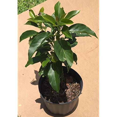 Ladybug Plant Nursery Grafted Plant Avocado Grafted (Butterfruit) Plant Avocado Grafted (Butterfruit) Plant-Urban Plants