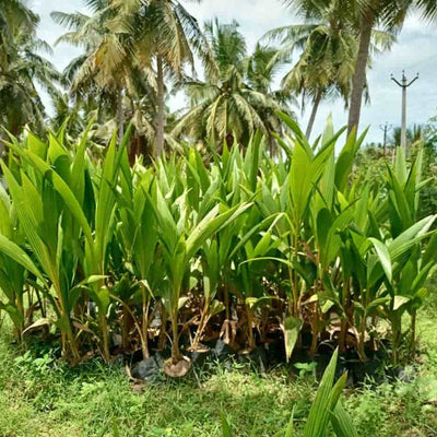 Lakshsam-Goc-Plant-Siranjeevi-Coconut-Dwarf-Plant-Urban-Plants