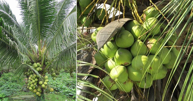 Lakshsam Goc Plant Siranjeevi Coconut Dwarf Plant