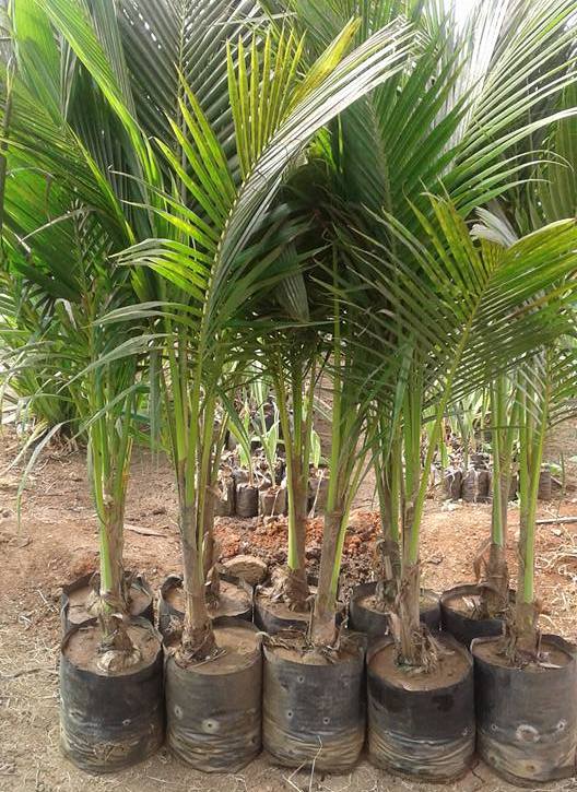 Lakshsam Goc Plant Siranjeevi Coconut Dwarf Plant