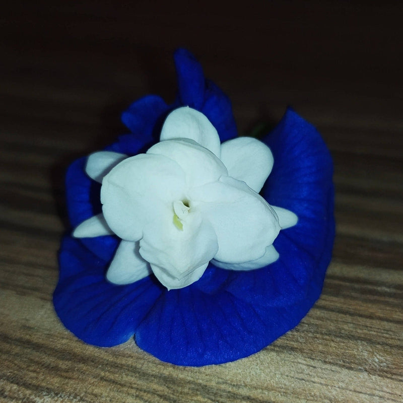 Lavender Girl seeds Combo seed pack- Red Cyprus (Ganesh vel), Yellow rain lily, Clitoria Tarnatea 5 petal dark blue, (Gokarna /Aparajita)